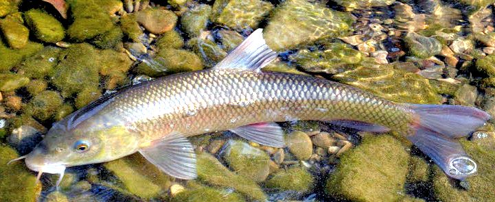 Luciobarbus graellsii_08.jpg